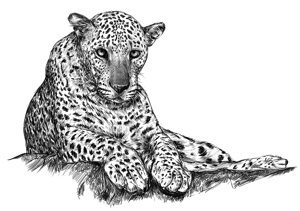 Affiche animalière léopard félin solitaire pelage tâches rosettes décoration murs