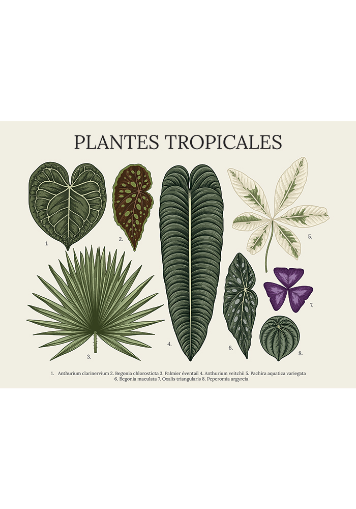 Planche botanique Affiche vintage feuilles nom latin