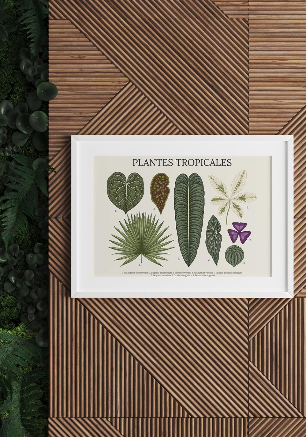 Plantes tropicales Affiche planche feuilles Artcamia