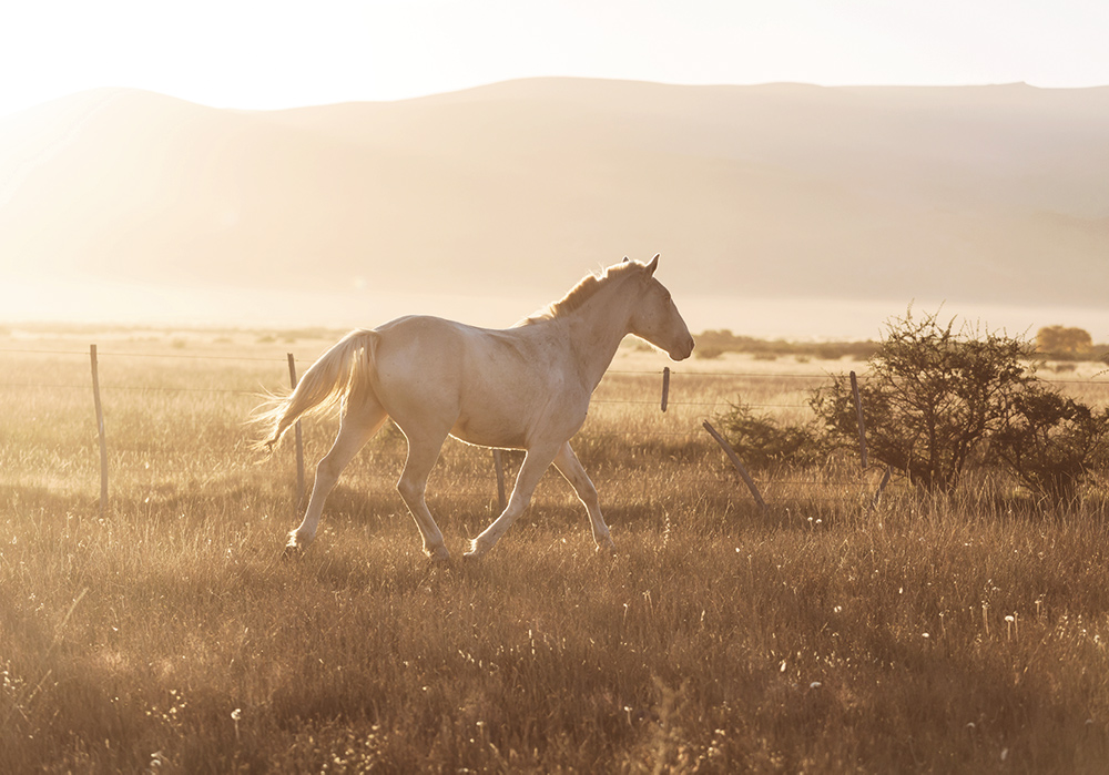 Affiche cheval blanc espagnol soleil couchant montagne