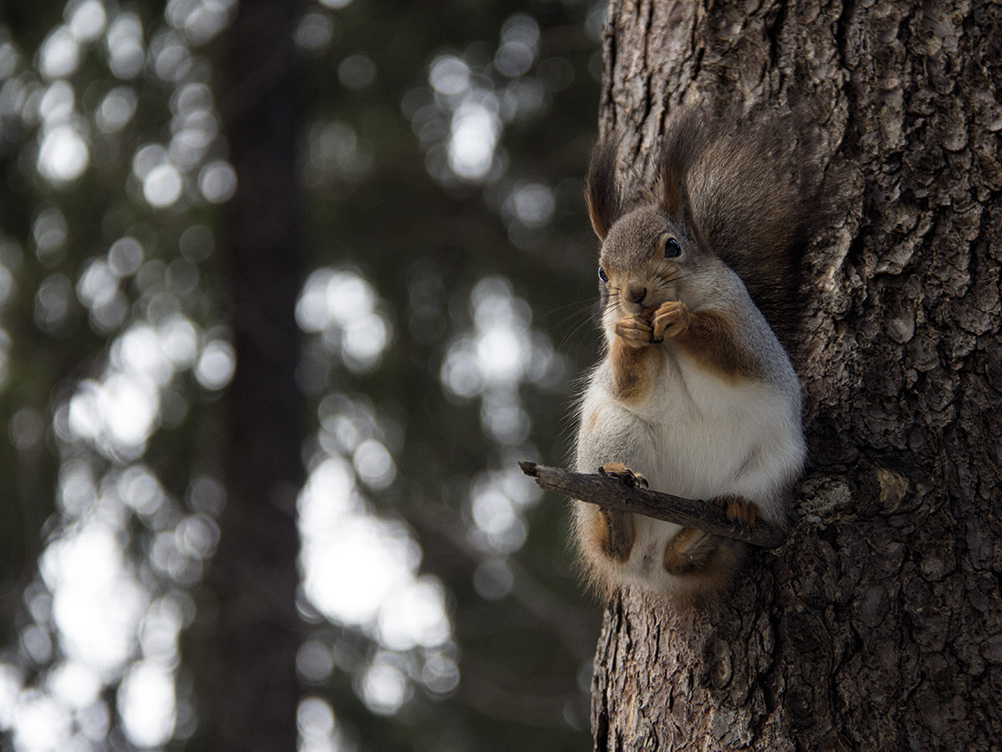 Écureuil photographie grimpe aux arbre poster mural