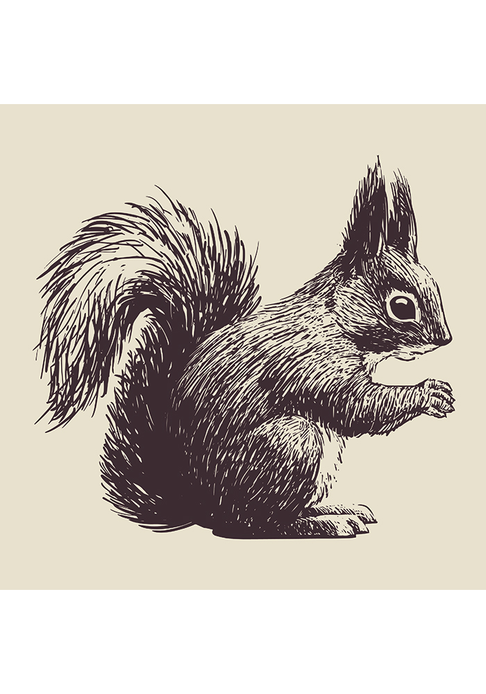 Affiche vintage écureuil roux mammifère rongeur arboricole Affiche salon