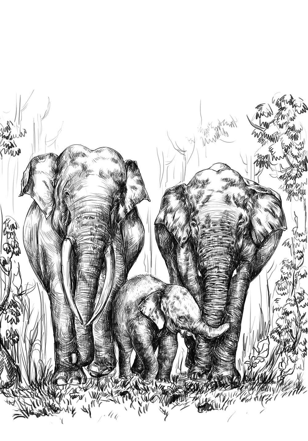 Affiche éléphant dessin mâle défenses forêt asie poster mural